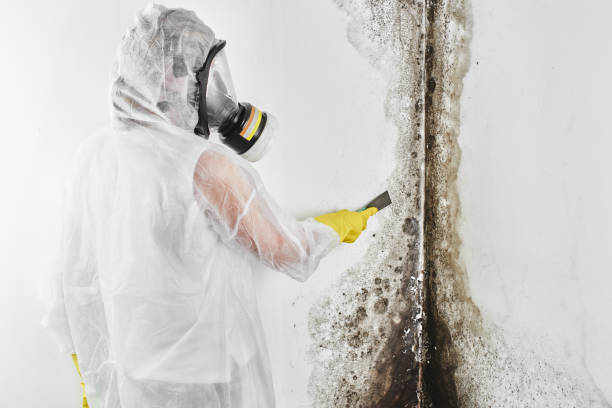 Best Mold Testing  in Woonsocket, RI