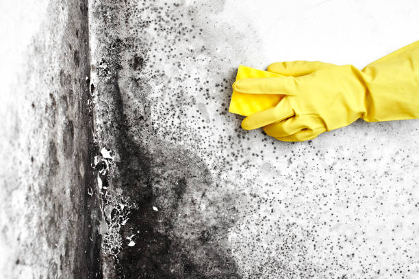 Best Affordable Mold Removal  in Woonsocket, RI