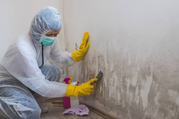 Trusted Woonsocket, RI Mold Removal Experts