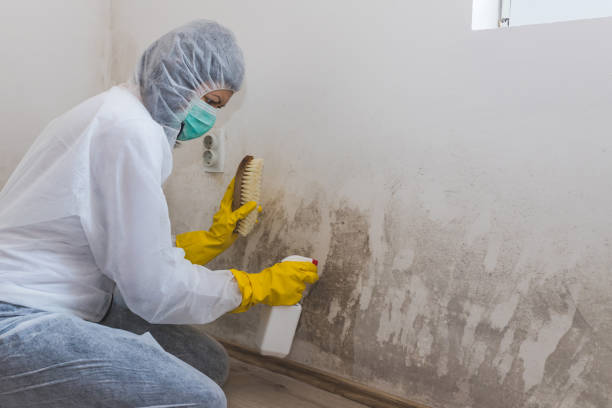 Best Emergency Mold Removal  in Woonsocket, RI