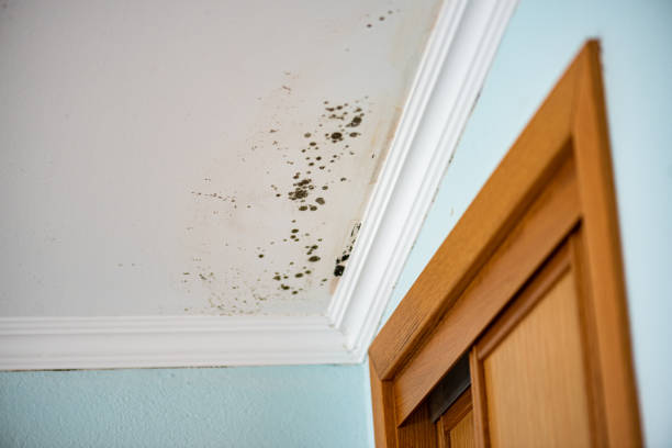 Best Professional Mold Removal  in Woonsocket, RI