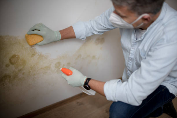 Best Residential Mold Removal  in Woonsocket, RI