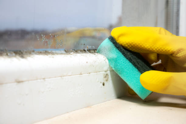 Best Crawl Space Mold Removal  in Woonsocket, RI
