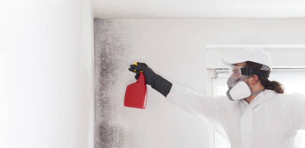 Best Certified Mold Removal  in Woonsocket, RI