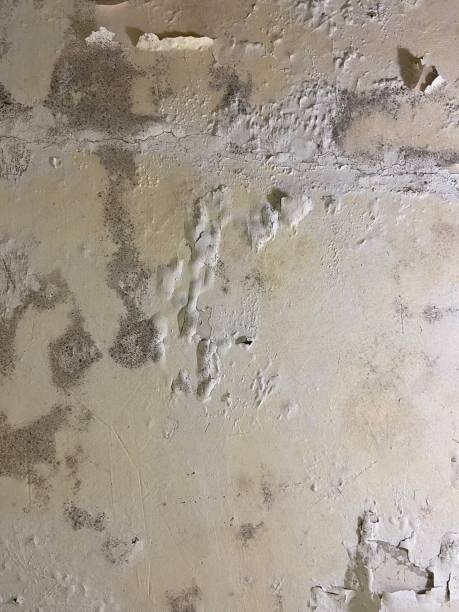 Best Black Mold Removal  in Woonsocket, RI