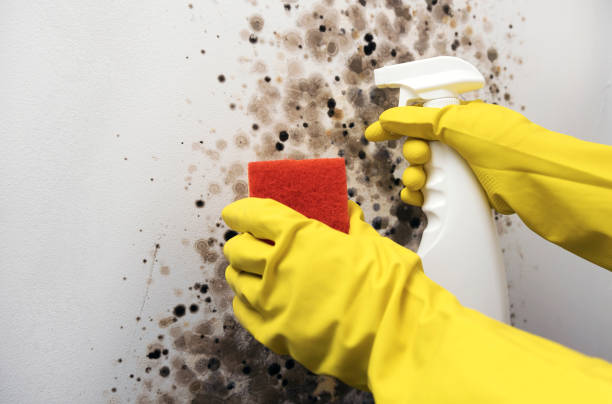 Best Mold Removal Company Near Me  in Woonsocket, RI