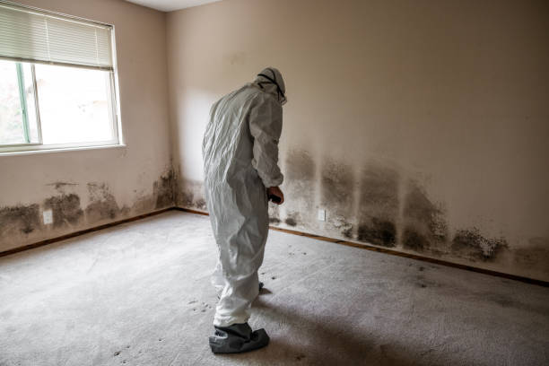 Best Mold Inspection  in Woonsocket, RI