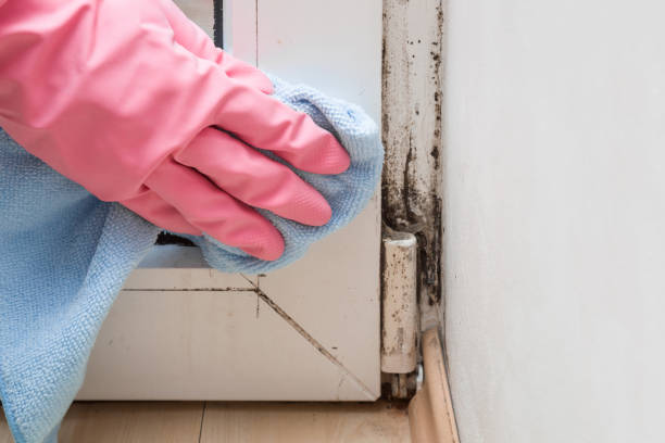 Certified Mold Removal in Woonsocket, RI
