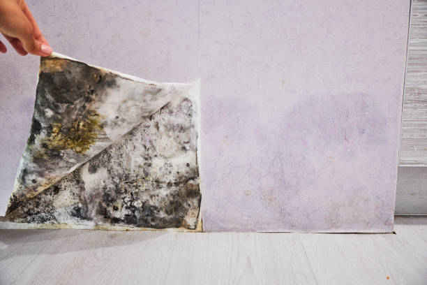 Best Mold Remediation  in Woonsocket, RI